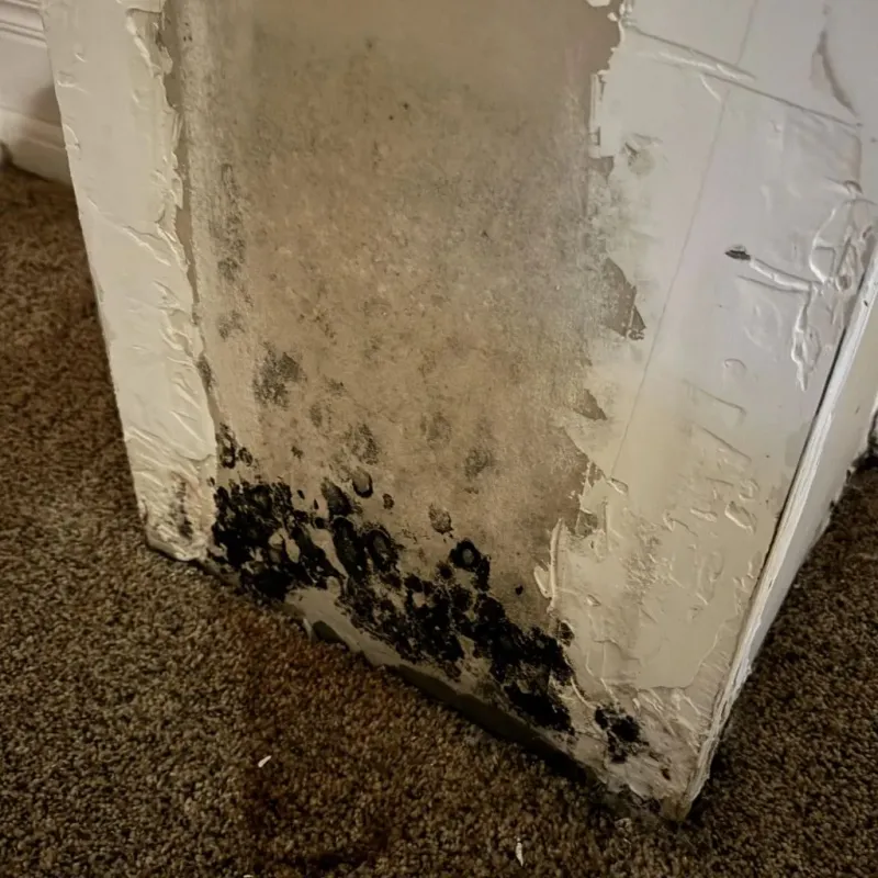 Professional Mold Removal in Victor, NY